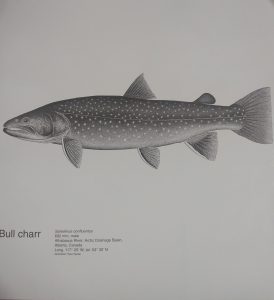 Bull Charr Fish Print