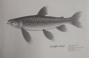 Longfin Charr Fish Print