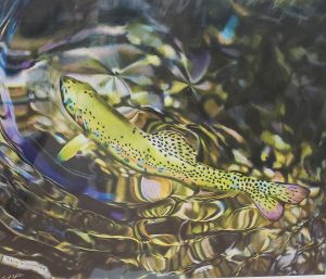Signed "Serenity " Colored pencil drawing of a Rainbow Trout by Travis J.Sylvester 23" X 19" Giclee Print on 300 g Fine Art Paper
